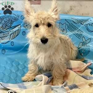 Mason, Scottish Terrier Puppy