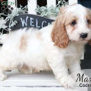 Max, Cockapoo Puppy