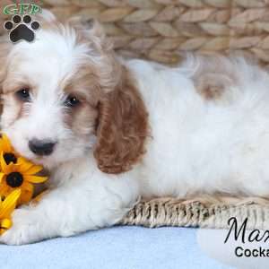 Max, Cockapoo Puppy