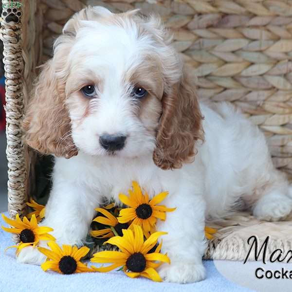 Max, Cockapoo Puppy