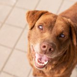 older red lab mix dog with cloudy eyes