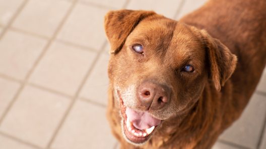 Why Are My Dog’s Eyes Cloudy?