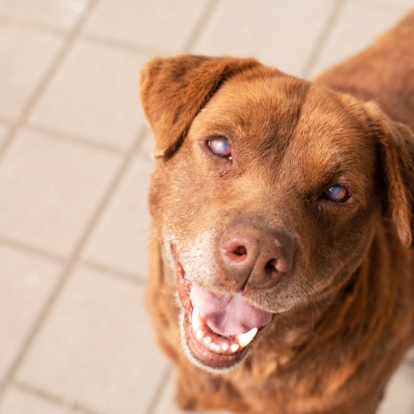 older red lab mix dog with cloudy eyes