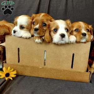mr Hendrick, Cavalier King Charles Spaniel Puppy