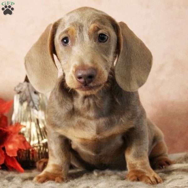 Dolce, Dachshund Puppy