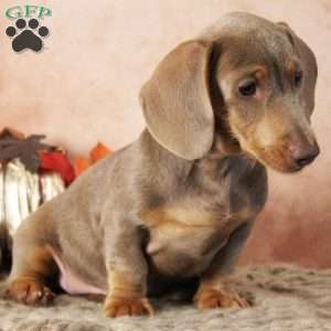 Dolce, Dachshund Puppy