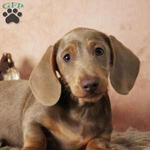 Dolce, Dachshund Puppy