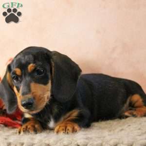 Snoopy, Dachshund Puppy