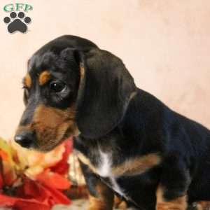 Snoopy, Dachshund Puppy