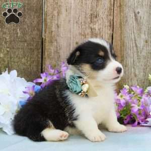 Autumn, Pembroke Welsh Corgi Puppy