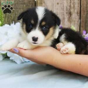 Autumn, Pembroke Welsh Corgi Puppy