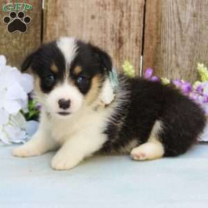 Autumn, Pembroke Welsh Corgi Puppy