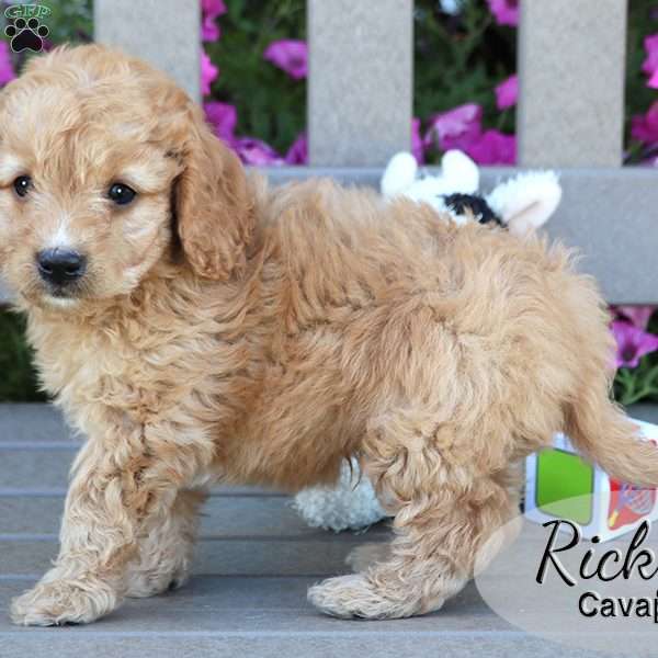Ricky, Cavapoo Puppy