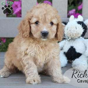Ricky, Cavapoo Puppy