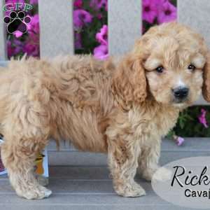 Ricky, Cavapoo Puppy