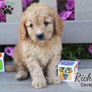 Ricky, Cavapoo Puppy
