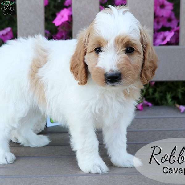 Robby, Cavapoo Puppy