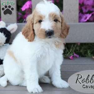 Robby, Cavapoo Puppy