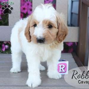 Robby, Cavapoo Puppy