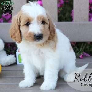 Robby, Cavapoo Puppy