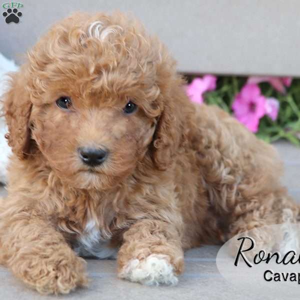 Ronald, Cavapoo Puppy