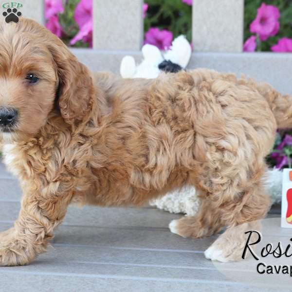 Rosie, Cavapoo Puppy