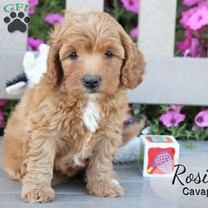 Rosie, Cavapoo Puppy