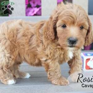 Rosie, Cavapoo Puppy