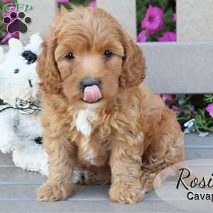 Rosie, Cavapoo Puppy