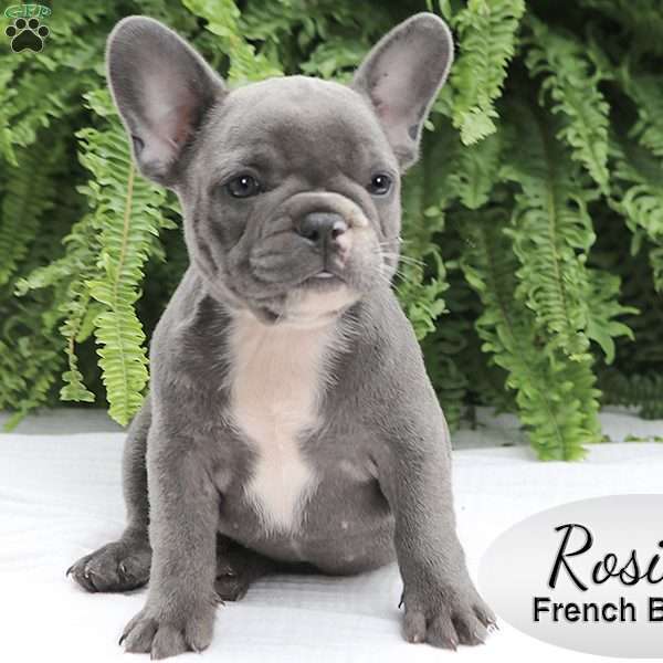 Rosie, French Bulldog Puppy