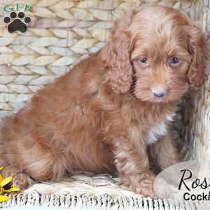 Rosy, Cockapoo Puppy