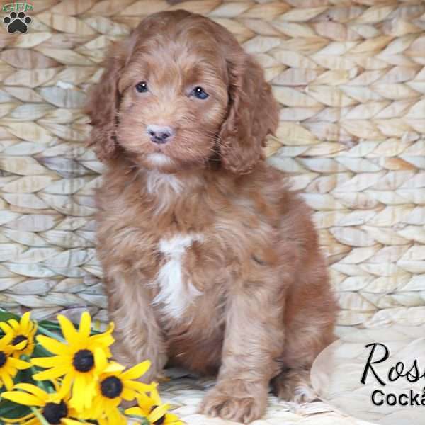 Rosy, Cockapoo Puppy