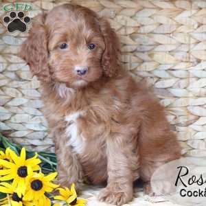 Rosy, Cockapoo Puppy