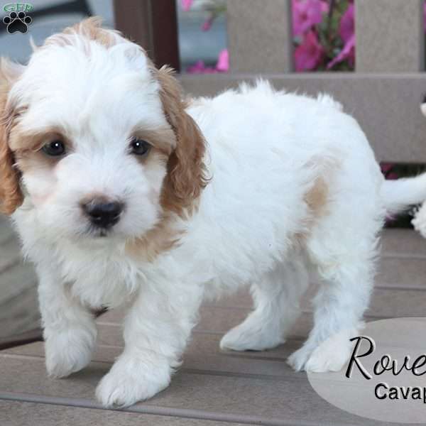 Rover, Cavapoo Puppy