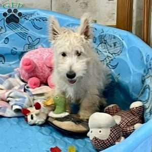 Rubert, Scottish Terrier Puppy