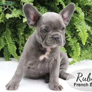 Ruby, French Bulldog Puppy