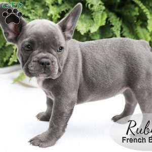 Ruby, French Bulldog Puppy