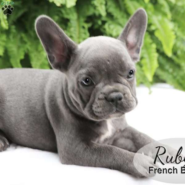 Ruby, French Bulldog Puppy
