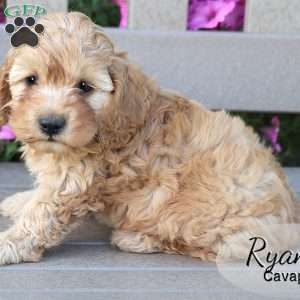 Ryan, Cavapoo Puppy