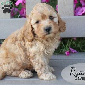 Ryan, Cavapoo Puppy