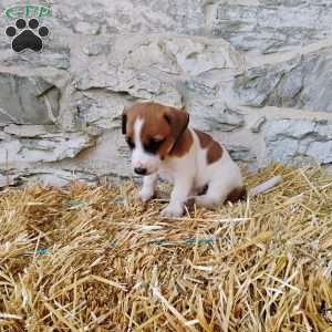 Snickerdoodle, Jack Russell Terrier Puppy