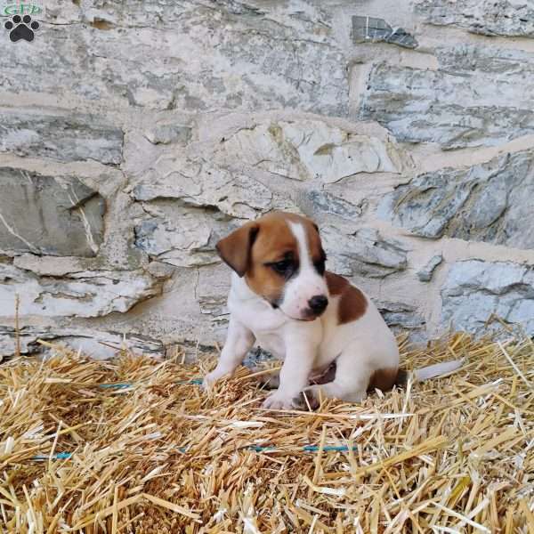 Snickerdoodle, Jack Russell Terrier Puppy