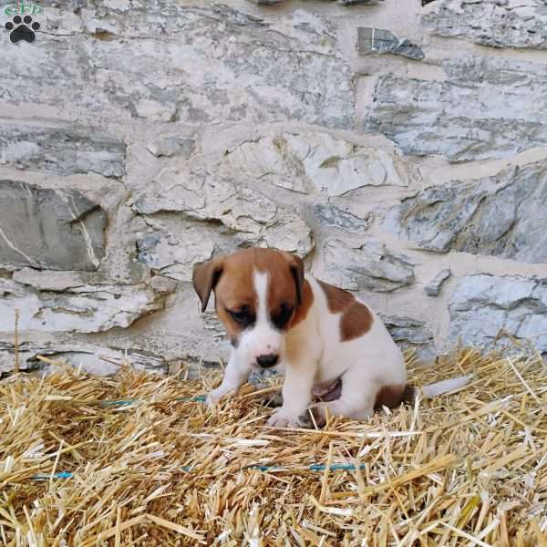 Snickerdoodle, Jack Russell Terrier Puppy