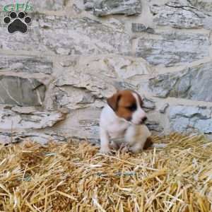 Snickerdoodle, Jack Russell Terrier Puppy
