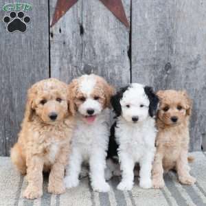Wolf, Mini Sheepadoodle Puppy