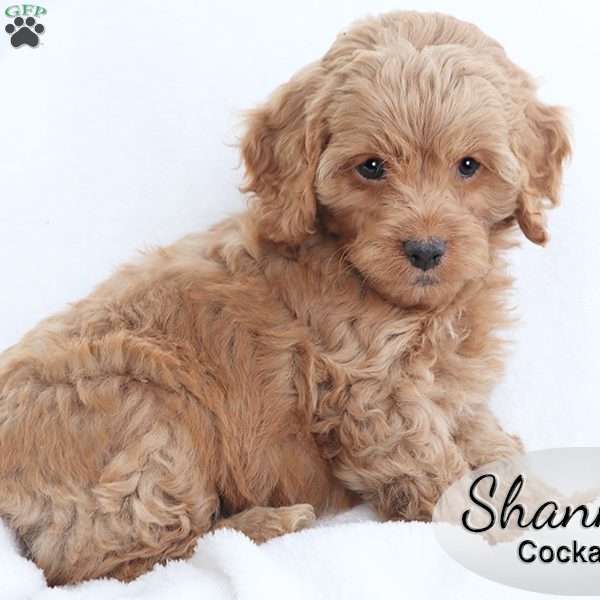 Shanna, Cockapoo Puppy