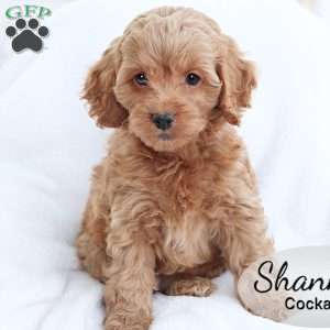 Shanna, Cockapoo Puppy