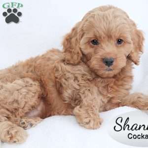 Shanna, Cockapoo Puppy