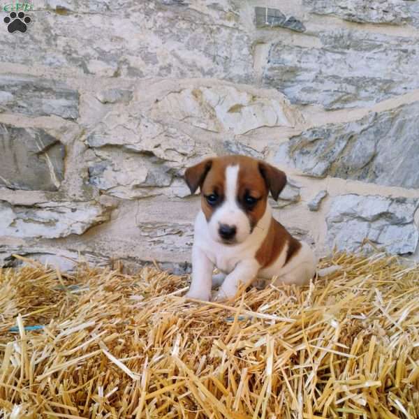 Spots, Jack Russell Terrier Puppy