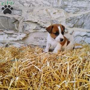 Spots, Jack Russell Terrier Puppy